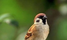 麻雀在线观看60,60分钟在线观看，揭秘神秘故事线